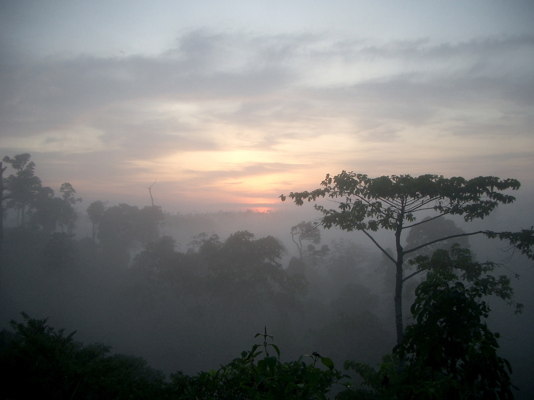 Borneo Equatorial Forest